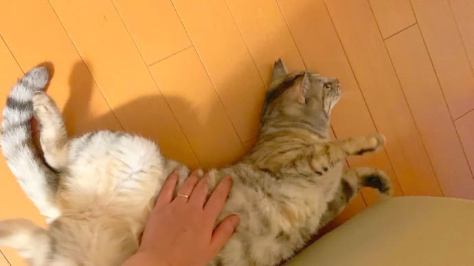 猫の開き。