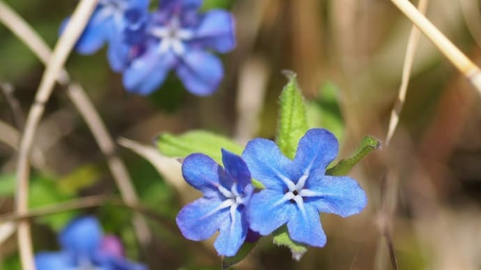 陰日向に咲く野の花たち