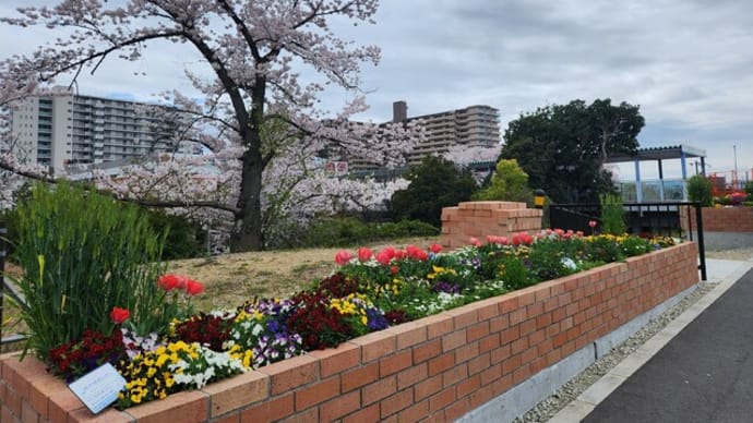 「花の見守り隊」~栂・美木多駅前花壇