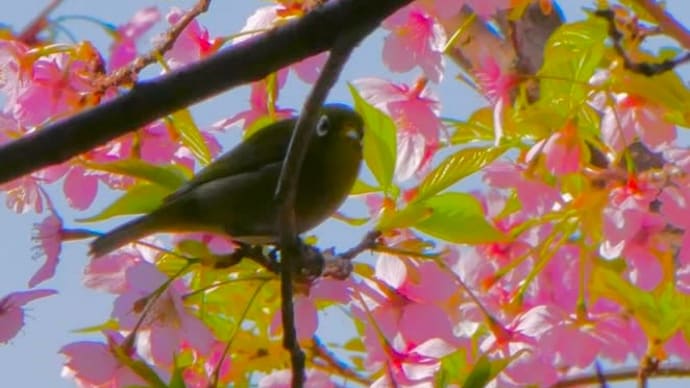 河津桜と… バードウオッチング