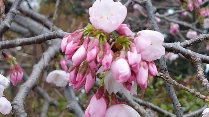 桜(ソメイヨシノ)開花!