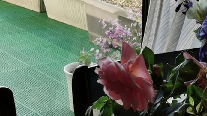 これも『ワガママボディ』?