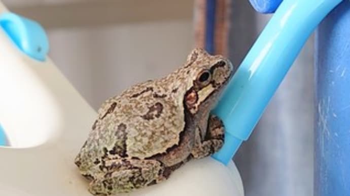 お気に入りの場所 🐸
