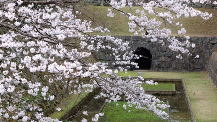 暘谷城 桜と城下🐟