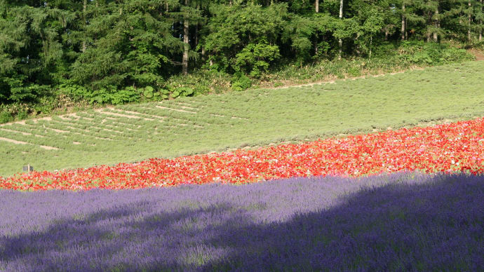 春を待つ三月に、夏の写真を3-1