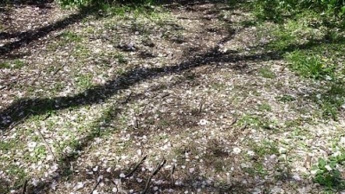 4.14富士山がきれいだね。散歩③
