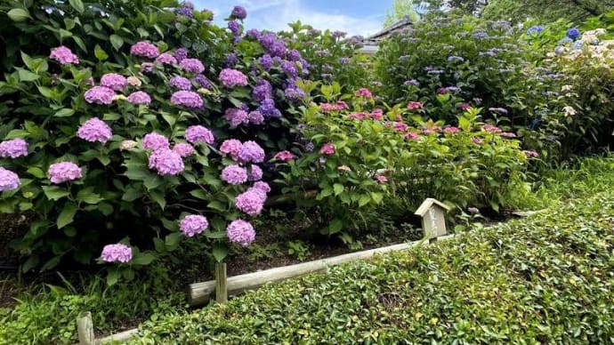 ありがとう!和風庭園「三景園」では あじさいと菖蒲が 満開で出迎えてくれた