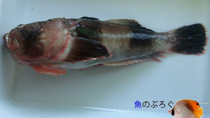 「掘り出し物」