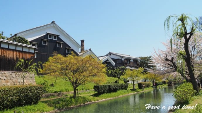 満開の桜を追いかけて 2024 vol.10 (宇治川派流 十石船)