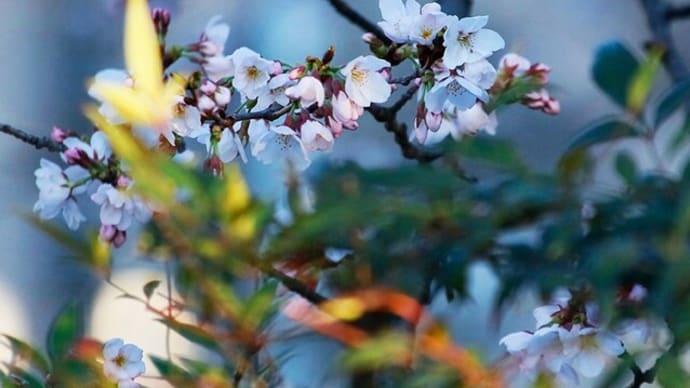 桜開花宣言の夕刻に