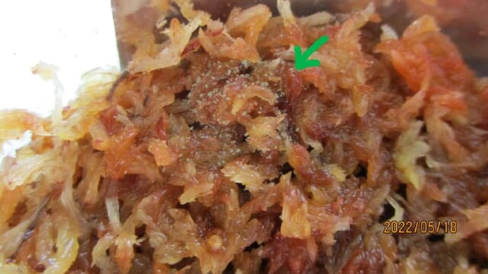 レカノプテリス胞子培養のその後
