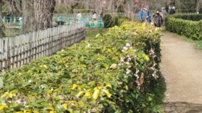 近衛邸跡のしだれ桜は三分咲きでした