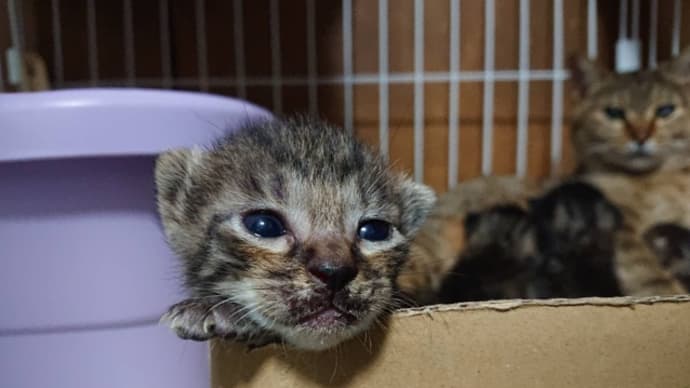 猫好きな皆様へ。愛猫家小森より。