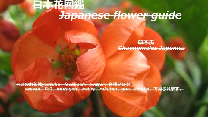 草叢の赤いランプ?!Red lamps in the grass? !!