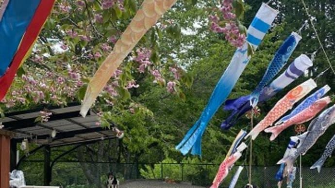 八重桜もそろそろ終わりかな。