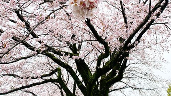 秦野みずなし川緑地の桜（桜2023）
