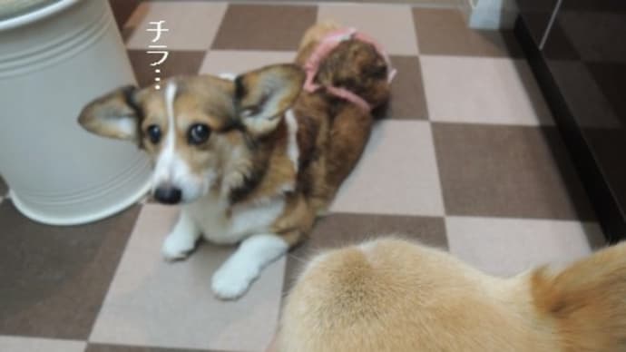 歯磨き、待ち!
