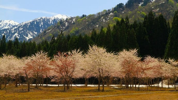 林道ドライブ(残雪と新緑の山 そして桜)