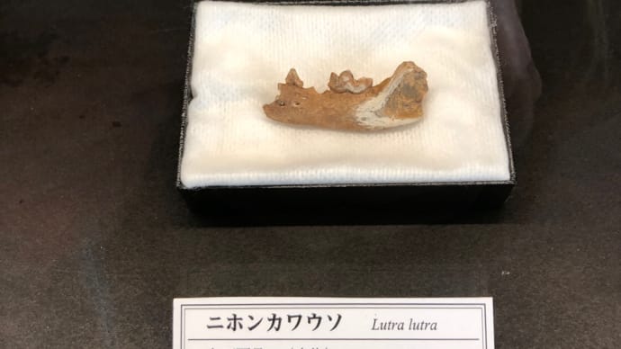 大絶滅展に行きました