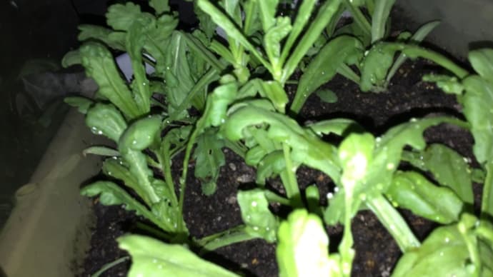 プランターと地植え