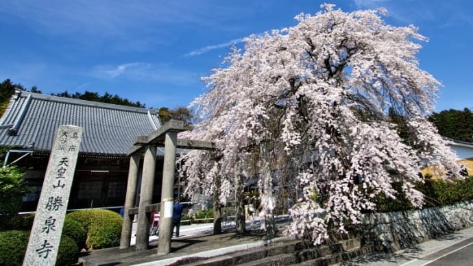 勝泉寺の桜（その１）