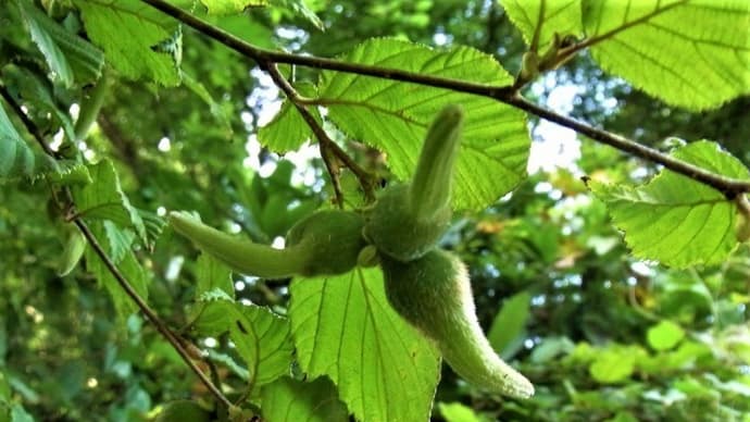 ツノハシバミ(角榛)の実・キブシ(木五倍子)の実・きのこ(茸)?・我が家のイモちゃん達・日記・俳句鑑賞