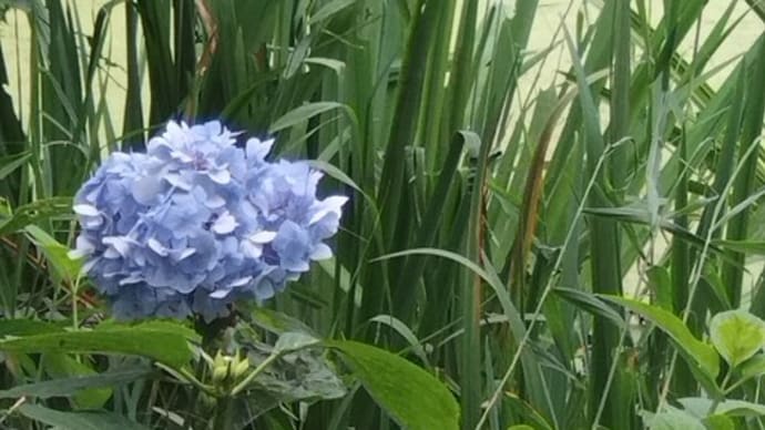 やまゆり園事件8年 追悼式 献花途切れず