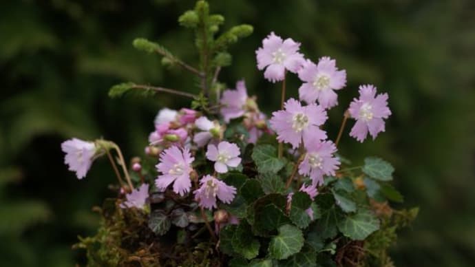 開花中の小山飾り