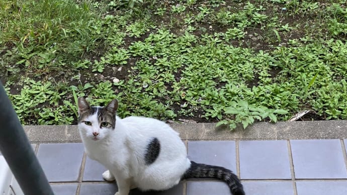 良性発作性頭位めまい症と今朝のおばあちゃん野良猫