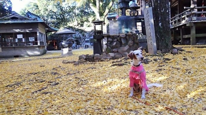 イエローカーペット@大龍寺。