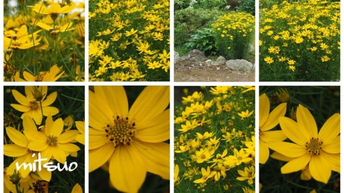 「糸葉春車菊の花が咲きました」 MY GARDEN 2023.07.07日撮影