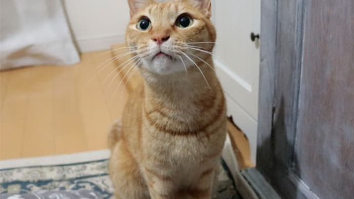 今更、気づいた猫のこと