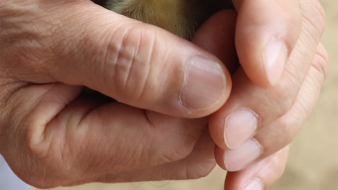 カルガモ赤ちゃんと素敵なパープルセージ