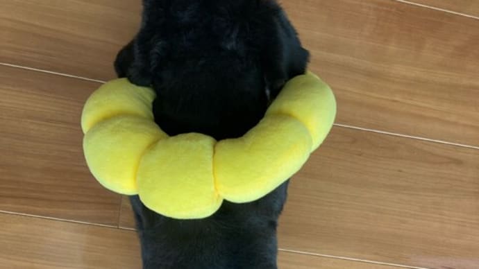 ただの便秘ならいいのだけれど・・