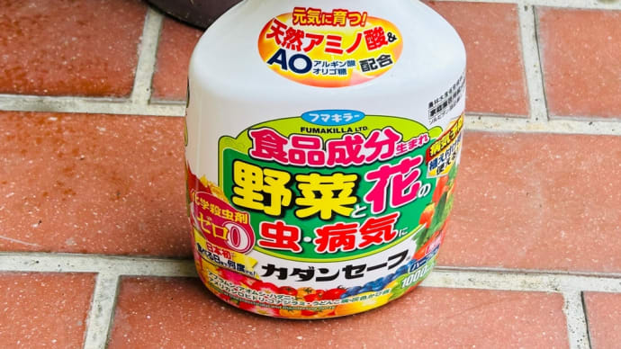 ピンチだった鉢植えの「種からアボカド🥑」復活の兆し😄薬のおかげ🙌