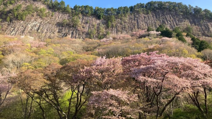桜100選 26/100 屛風岩公苑(奈良県)