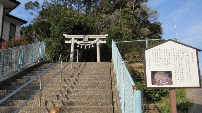 株立ちした木々の中の安房口神社