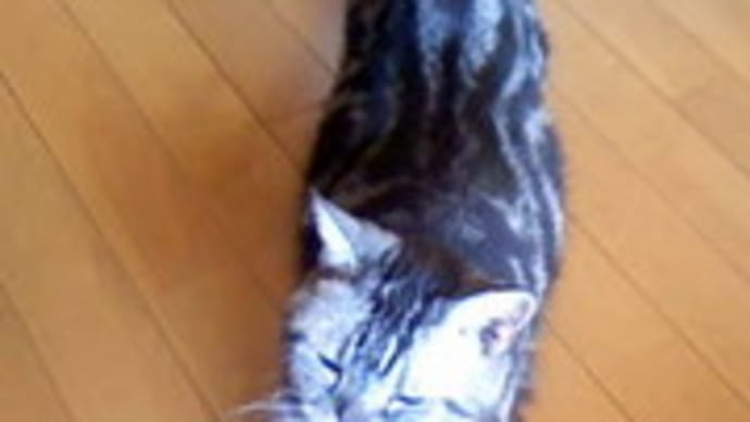 暑いから