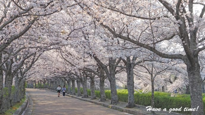 満開の桜を追いかけて 2022  vol.9　（亀岡市　七谷川）
