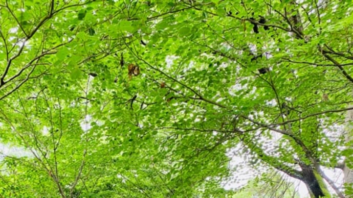 つかの間の目の保養散歩