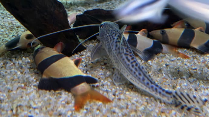 昼寝する魚 クラウンローチ