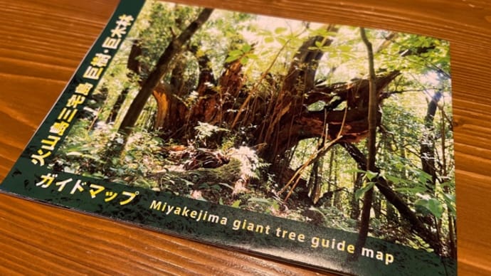 日本一のスダジイにぜひ逢いに来てください🌳