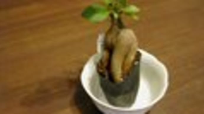 えろ木もの