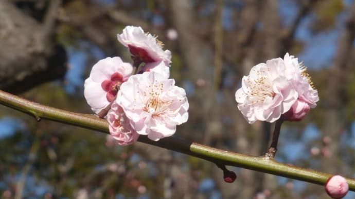 古風な梅の花…多摩川春景色シリーズ