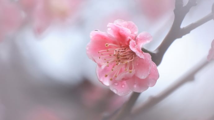 催花雨の墓参
