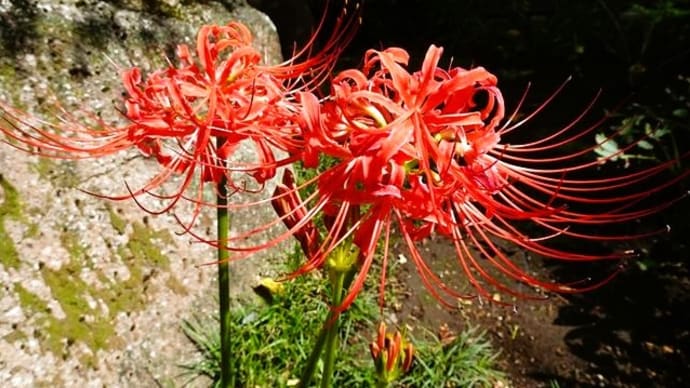 「ダリア以外の花たち」/東照宮ばら苑