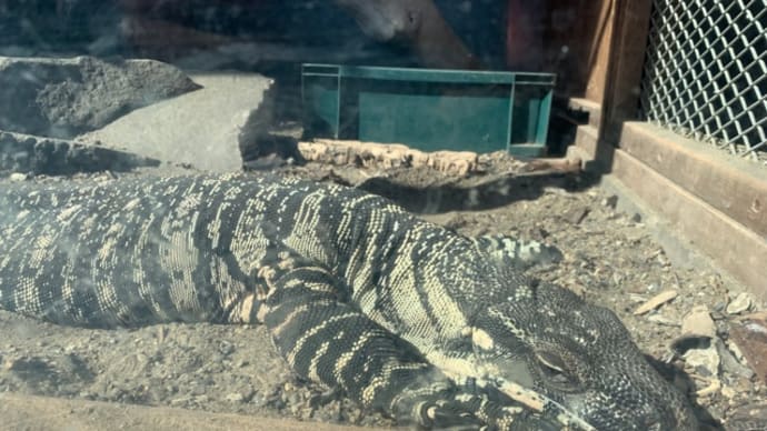 体験型動物園iZoo♪マッタリトカゲさん~その13~