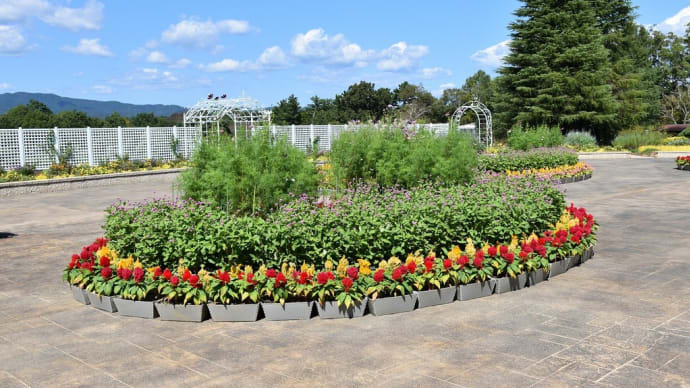 ショウキズイセン狩り 静岡県浜松市 はままつフラワーパーク(2)曼珠沙華