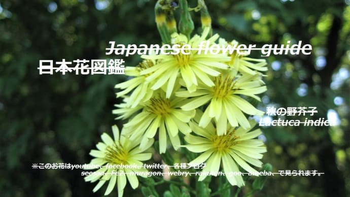 秋の一日が一生？！Is an autumn day a lifetime? !!