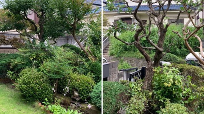 ボサボサになってしまった梅の木の剪定作業